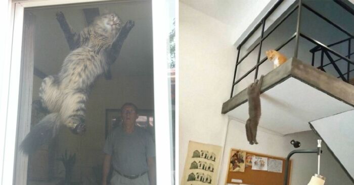 24 Cats Who Challenged The Laws Of Physics, And Won