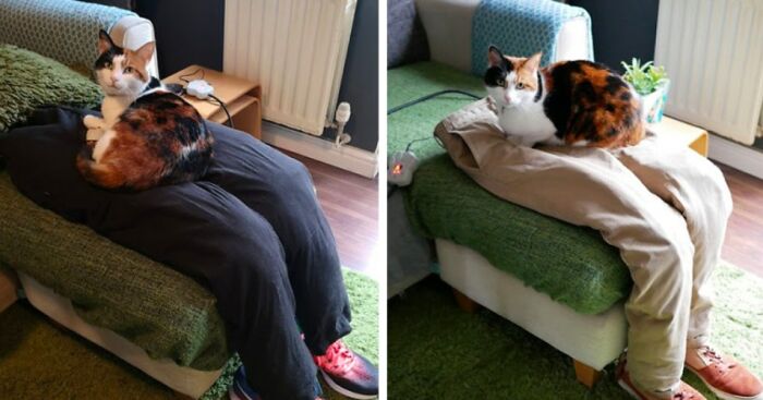 Couple Tricks Their Overly Clingy Cat By Making A Heated Fake Lap For Her To Sit On