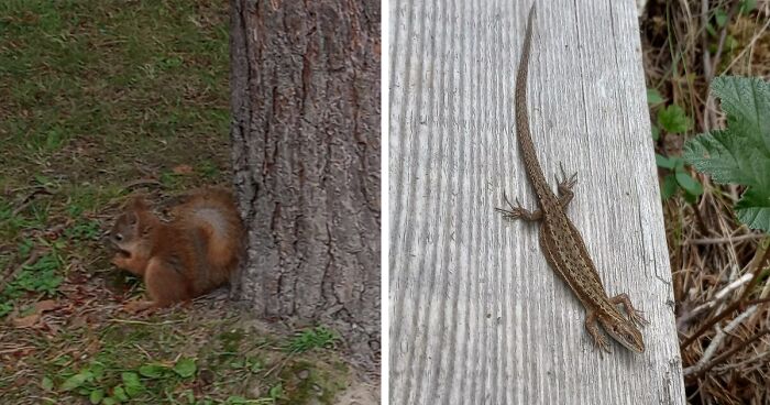 Hey Pandas, Share Pictures Of Animals You’ve Caught In The Wild