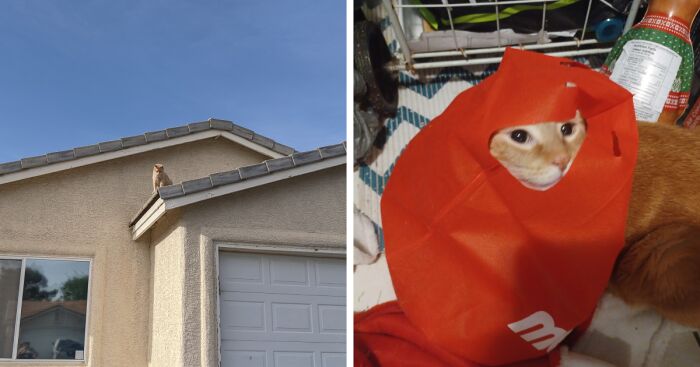 Hey Pandas, Share Your Pets In The Weirdest Places