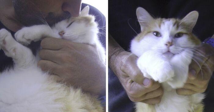 This Deaf Cat Was Found Trying To Fend For Himself On The Streets (6 Pics)