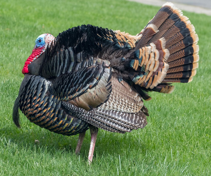 Turkey walking on the green grass 