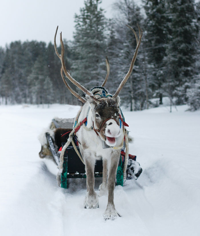 Moose pulling snow sled 