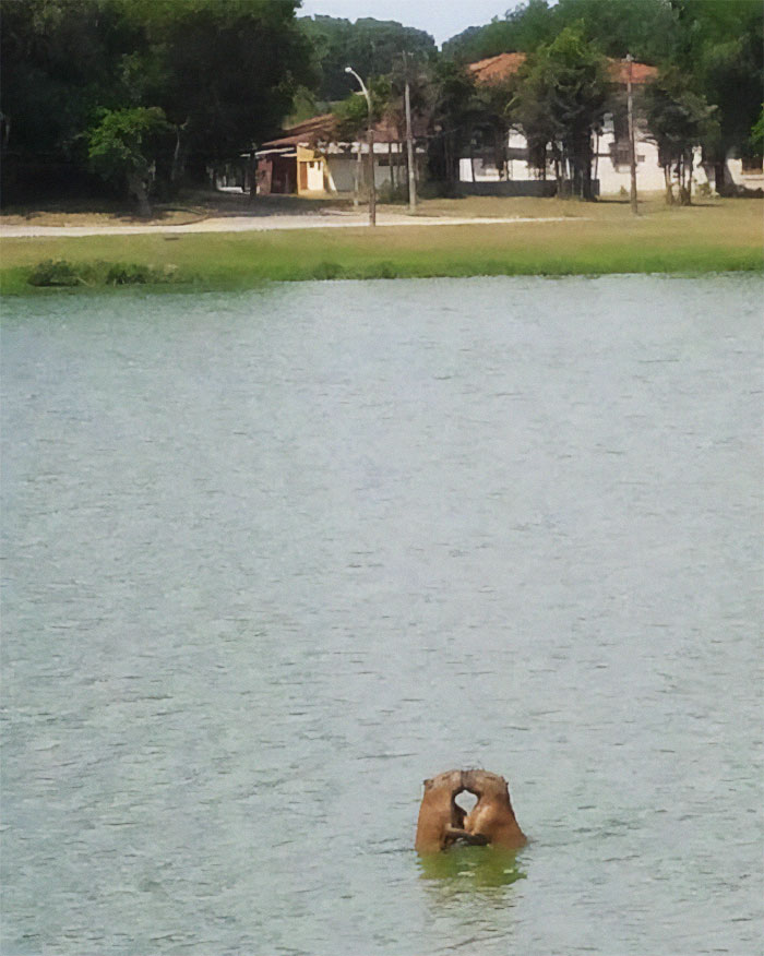 Clara The Capybara X Rio 2｜TikTok Search