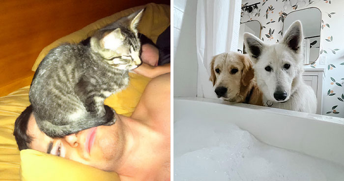 118 Funny Pets Who Have No Concept Of Personal Space (New Pics)