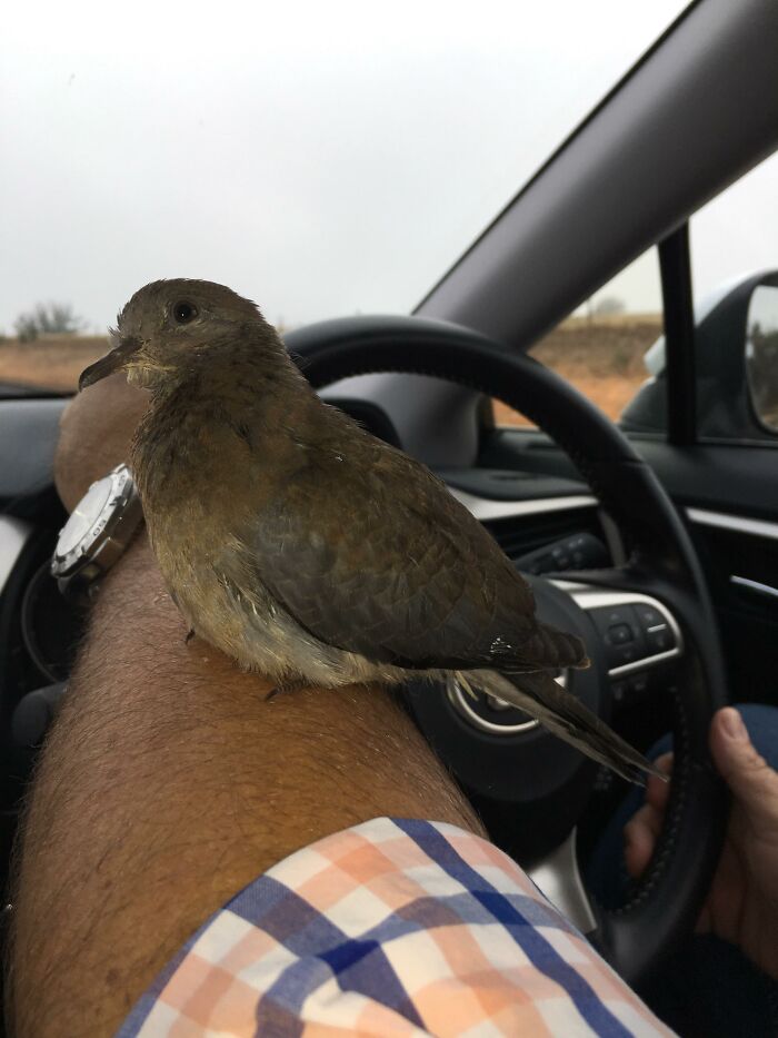 Baby Dove Was Saved From Being Eaten And Now Lives Its Best Life With Devoted Rescuers