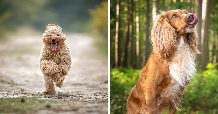 “Happy Tongue Out Dog Series”: I Took 12 Photos Of Dogs, And Here’s The Result
