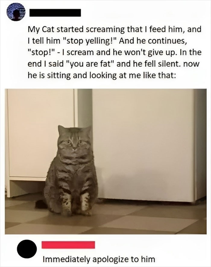 Cat start. Орущий кот. Кот просит. Жирный кот мемы. Орущие коты мемы.