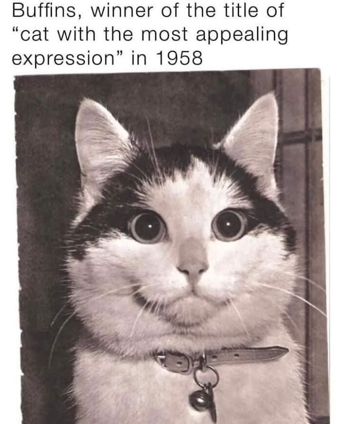 Hilarious-Cat-Jokes-Memes