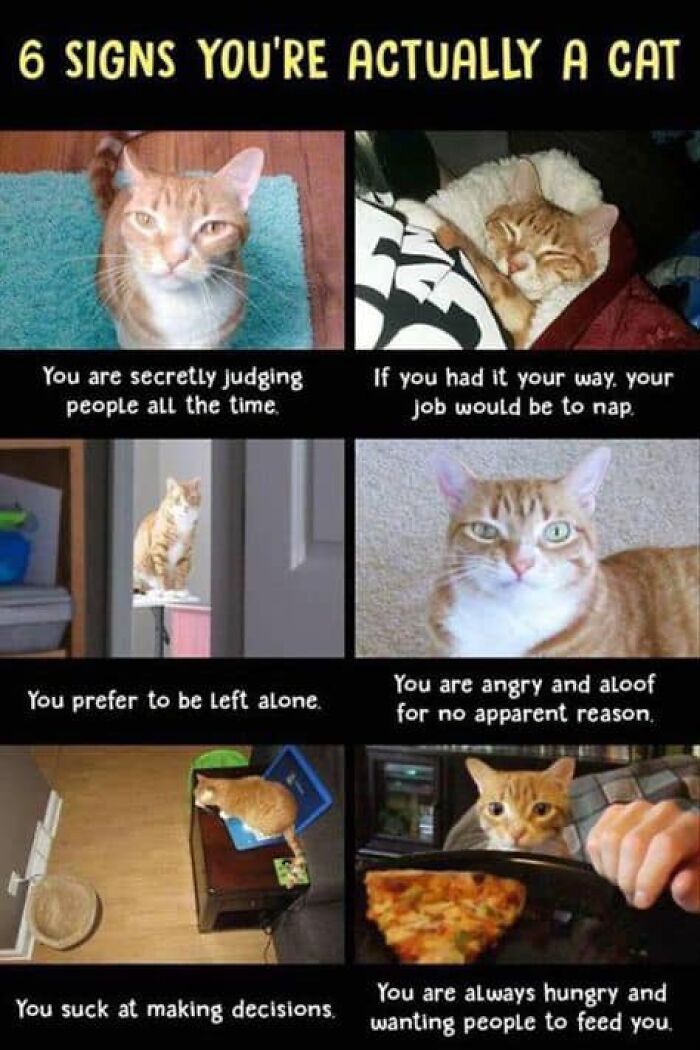 Hilarious-Cat-Jokes-Memes