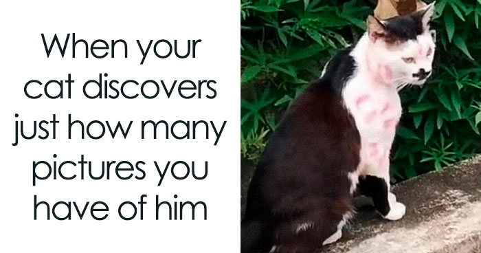 91 Cat Memes That May Make You Wish You Could Tag Your Kitty