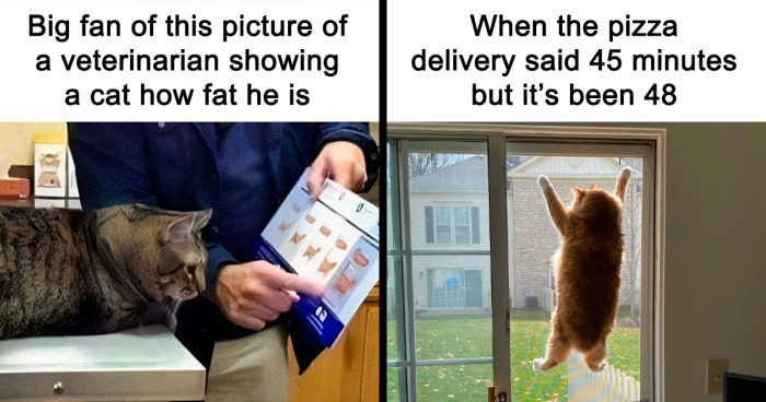 50 Cat Memes That May Make You Wish You Could Tag Your Kitty