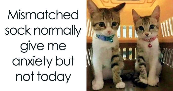 Memes I Wish I Could Tag My Cat In”: 91 Hilarious Memes Cat Owners Might Relate To