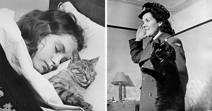 50 Fascinating Historical Photos That Might Change Your Perspective On Cats, As Shared By This Twitter Page (New Pics)