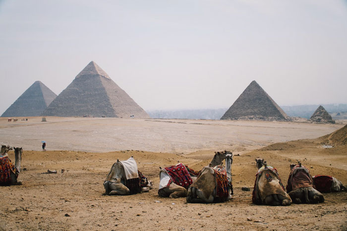 Camels laying on ground in the background of the pyramids of Giza