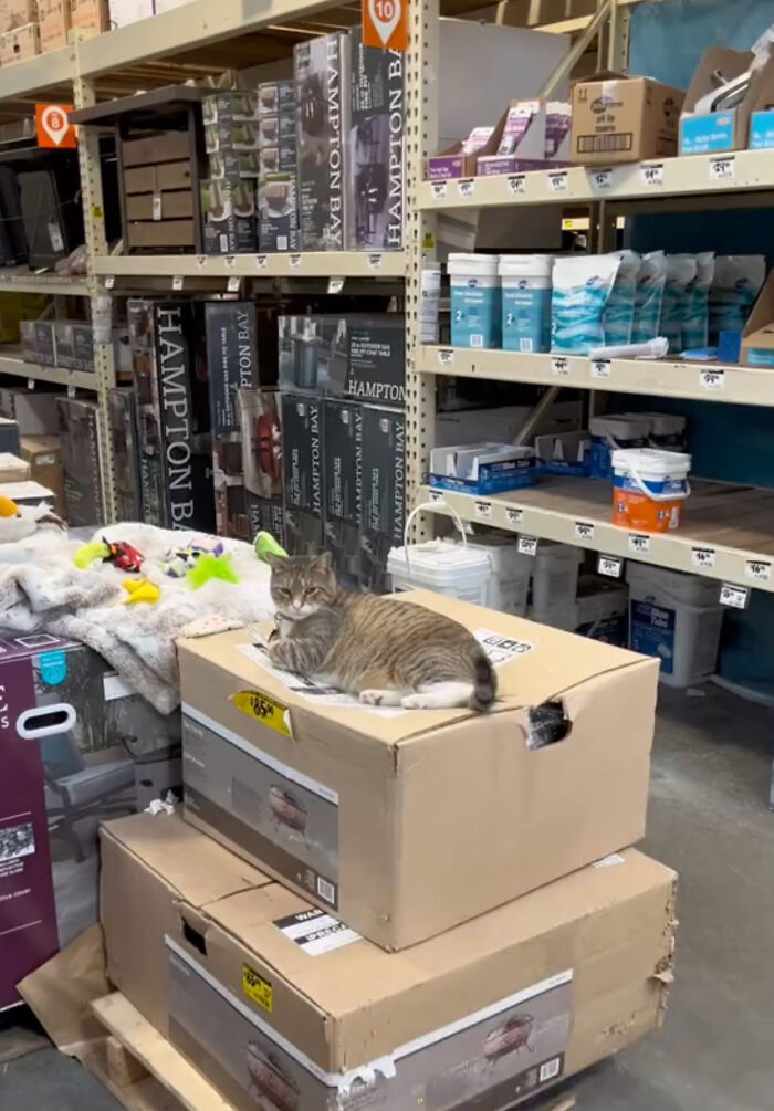 People Can’t Get Enough Of This Adorable Cat Living And Working At Home Depot People Can’t Get Enough Of This Adorable Cat Living And Working At Home Depot