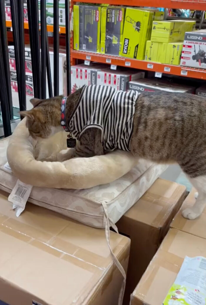 People Can’t Get Enough Of This Adorable Cat Living And Working At Home Depot
