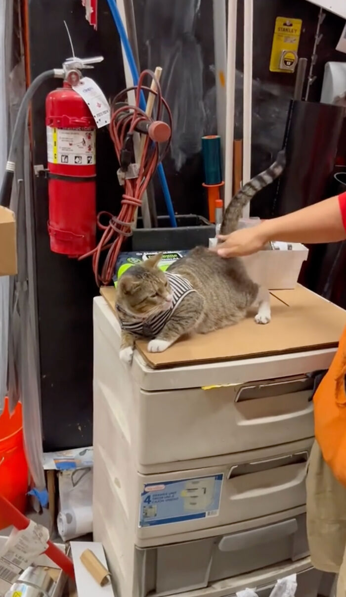 People Can’t Get Enough Of This Adorable Cat Living And Working At Home Depot People Can’t Get Enough Of This Adorable Cat Living And Working At Home Depot