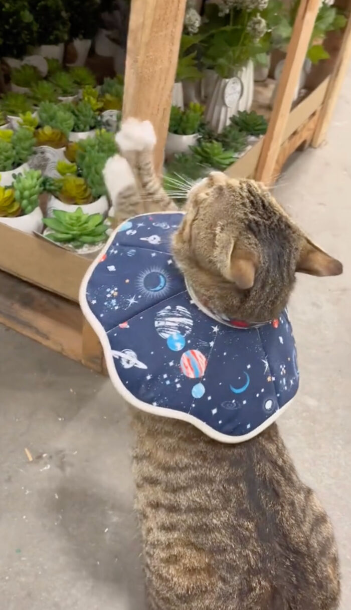 People Can’t Get Enough Of This Adorable Cat Living And Working At Home Depot