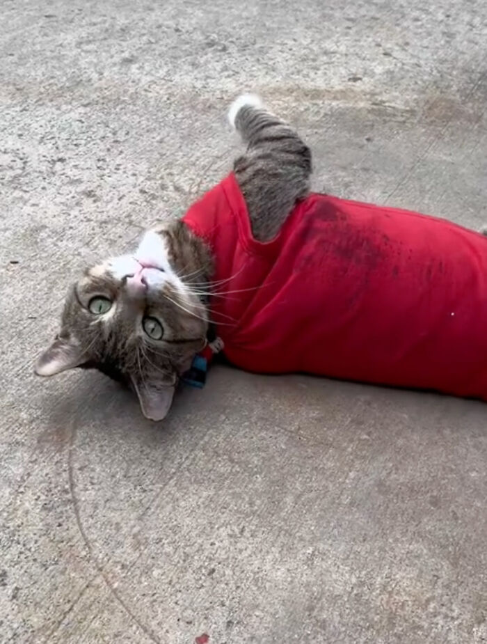 People Can’t Get Enough Of This Adorable Cat Living And Working At Home Depot People Can’t Get Enough Of This Adorable Cat Living And Working At Home Depot