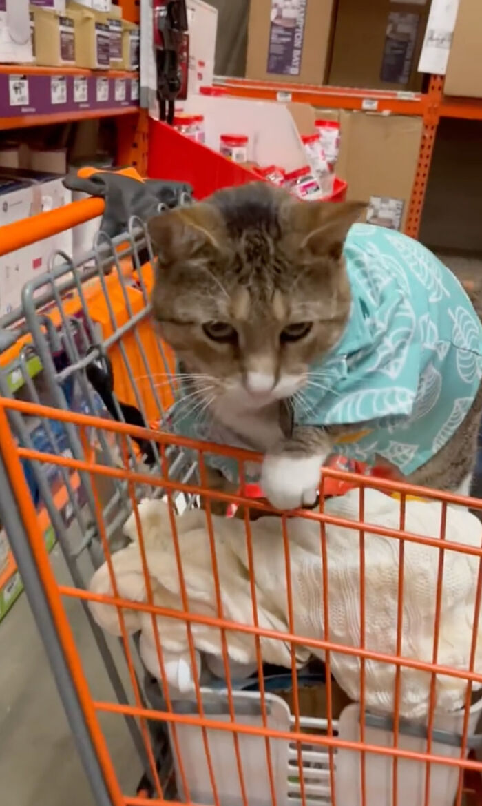 People Can’t Get Enough Of This Adorable Cat Living And Working At Home Depot People Can’t Get Enough Of This Adorable Cat Living And Working At Home Depot