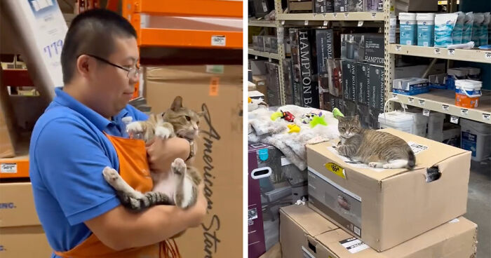 People Can’t Get Enough Of This Adorable Cat Living And Working At Home Depot