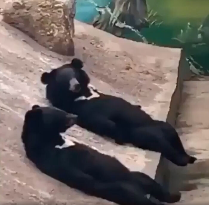 People Cannot Stop Arguing Whether Sun Bears Are Humans In Costumes