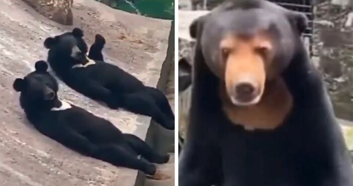 Sun Bears Cause Controversy Once Again As The Video Of Them “Chilling Like Dudes” Resurfaces