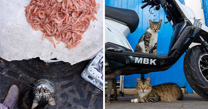 I Photographed Stray Cats Hours Before An Earthquake In Morocco, And Here’s The Result (57 Pics)