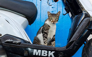 I Took Photos Of Stray Cats Hours Before The Earthquake In Morocco, And Here Are 57 Of The Best