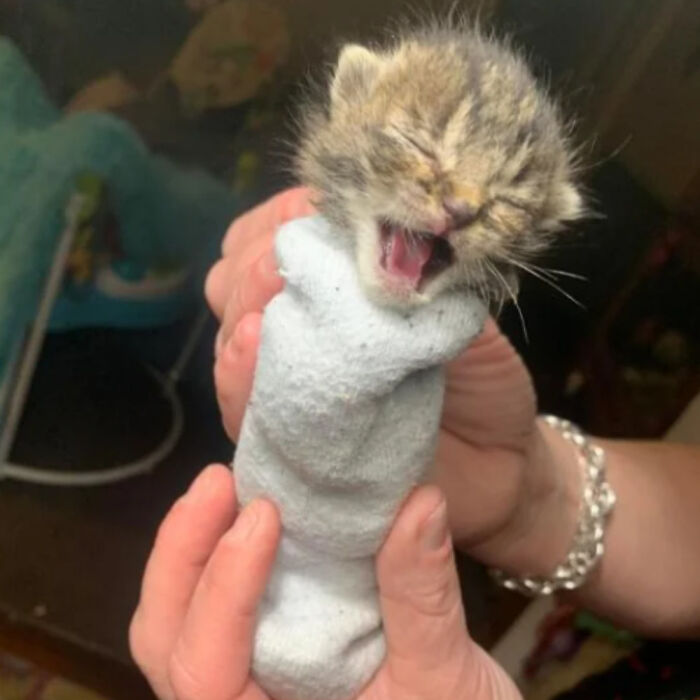 Stray Baby Kitten Discovered Near Local Gas Station