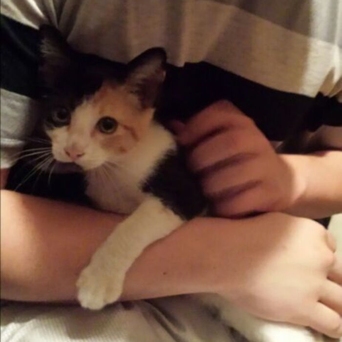 Man Saves And Names Adorable Little Cat Sativa