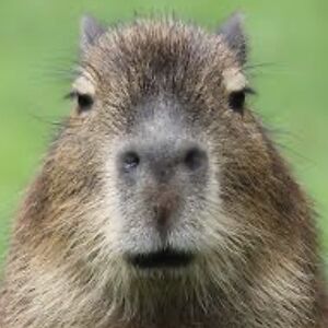 tipppedchicken17 avatar