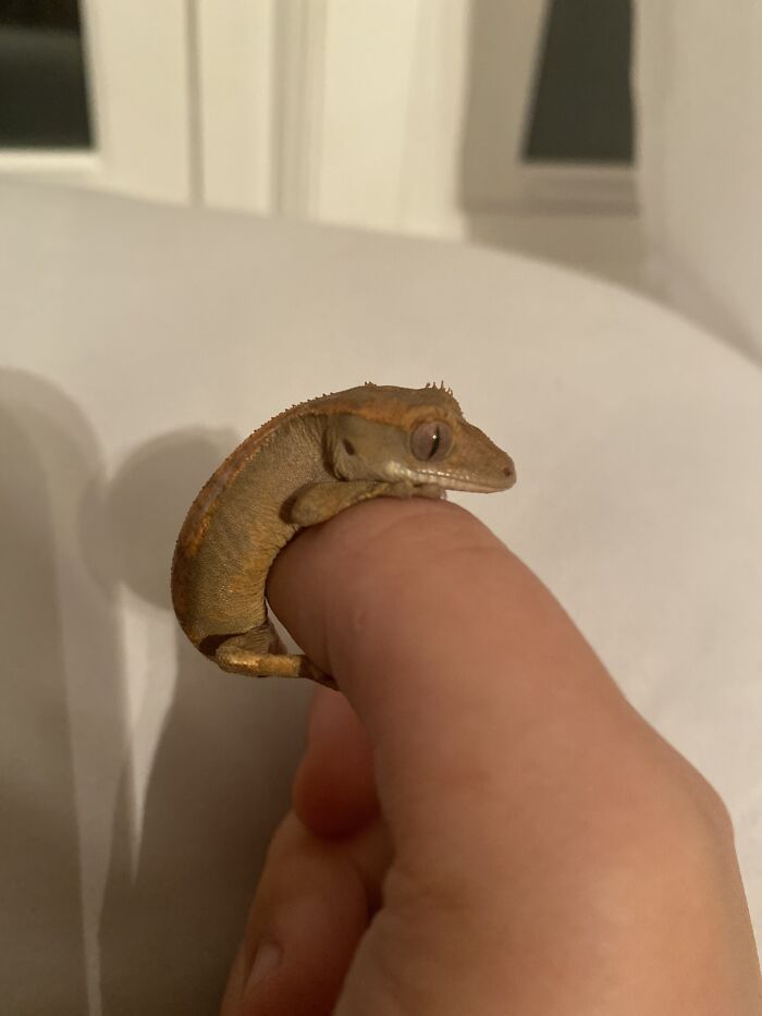 This Is Gronk, My Baby Crested Gecko :)