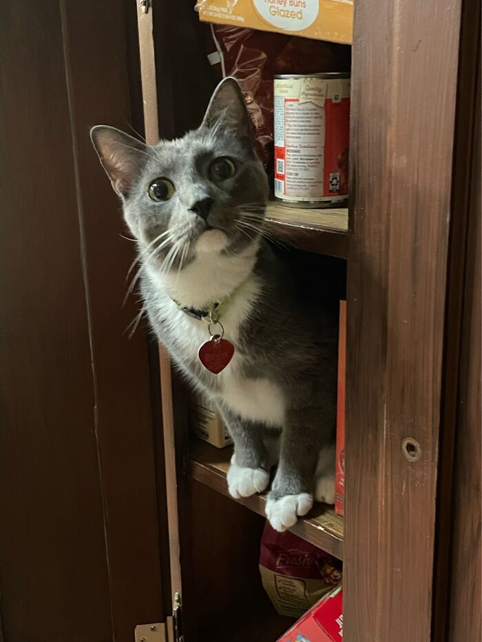 Who Said There Was A Cat In The Cabinet? There's No Cat In Here!