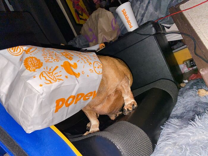 My Boy With A Popeyes Bag On His Head (He Did That Himself)