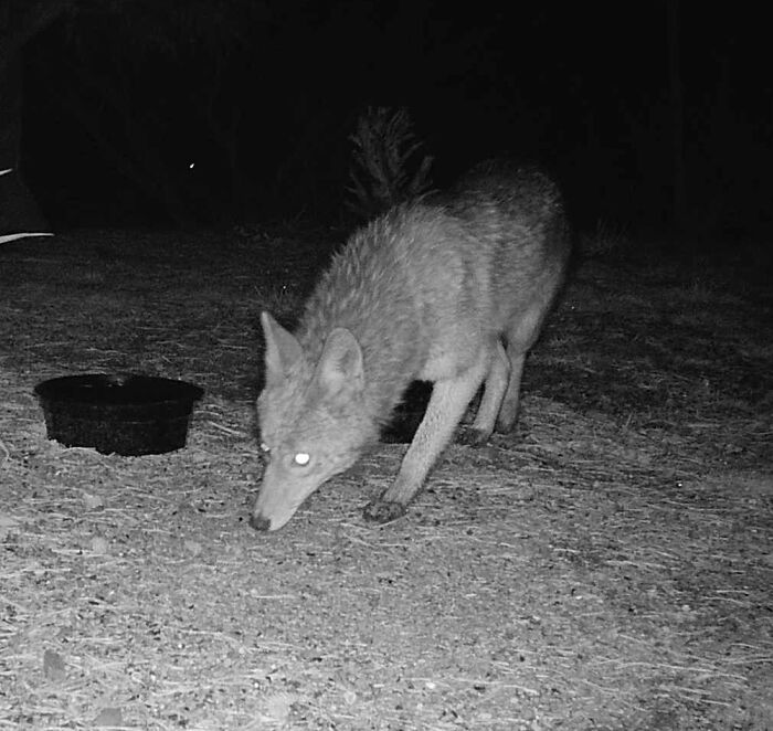 Coyote In My Yard At Night