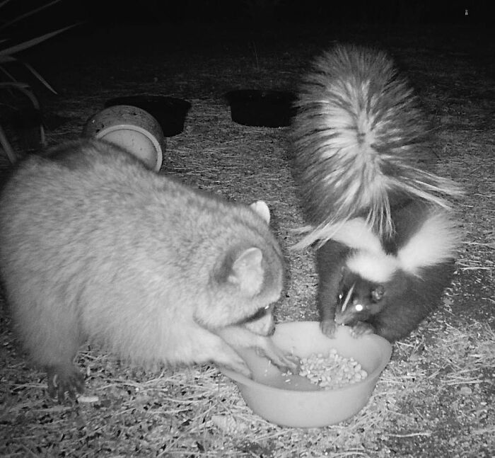 Raccoon And Skunk In My Yard At Night