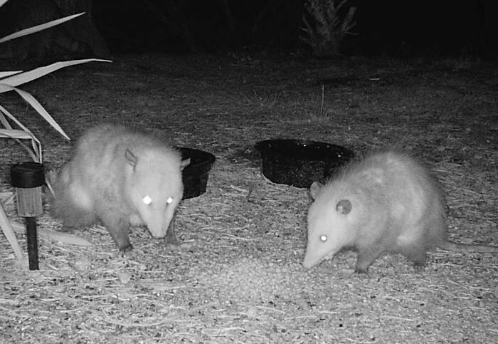 Opossums In My Yard At Night