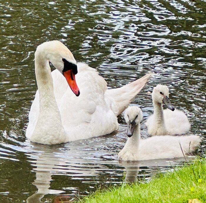 The Cutest Swan Family