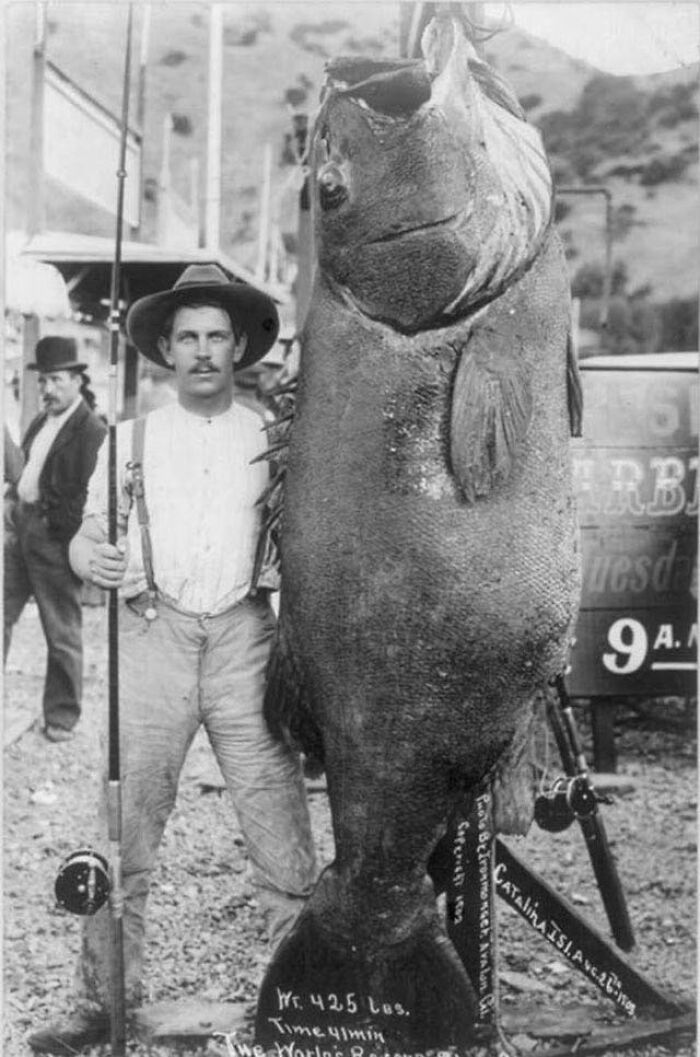 Edward Llewellen’s Catches The World’s Biggest Black Sea Bass (425 Lbs), 1903