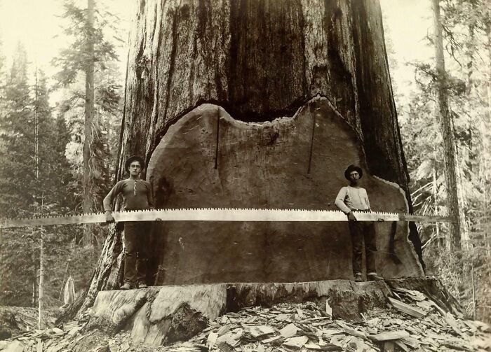 Loggers Hold A Cross-Cut Saw In Front Of A Giant Tree, California, 1917