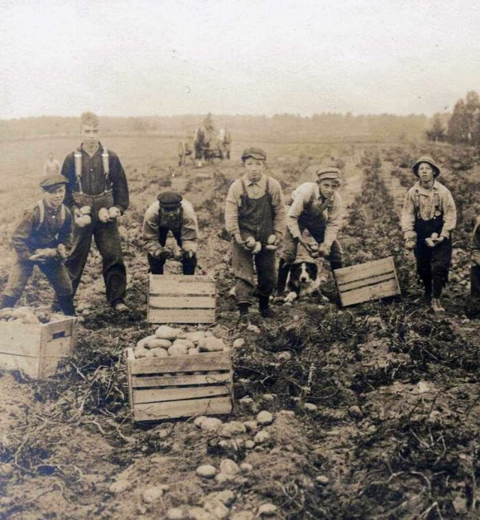 A Number Of Young Boys In A Potato Field Picking Up Potatoes, 1890's
