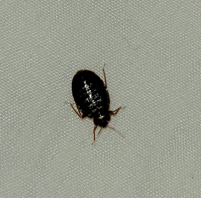 Spending A Week At A 4-Star Hotel For Work. Found A Bed Bug On My Pillow On The Second Night