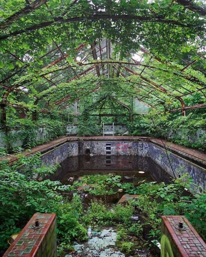 An Overgrown Pool At An Abandoned Mansion