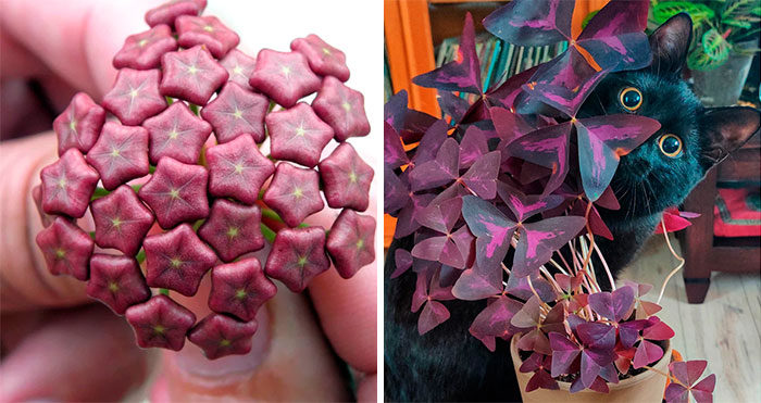 50 Astonishing Plants That Seem Straight Out Of Science Fiction