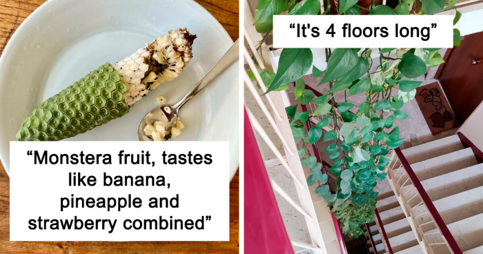 50 Astonishing Plants That Seem Straight Out Of Science Fiction