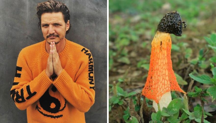 Twitter User Compares Pedro Pascal To Mushrooms And Squirrels And The Result Is Fun And Accurate (20 Pics)