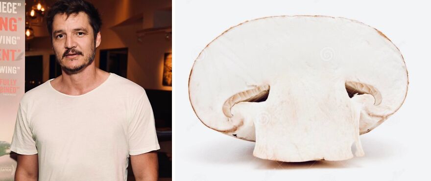 Twitter User Compares Pedro Pascal To Mushrooms And Squirrels And The Result Is Fun And Accurate (20 Pics)