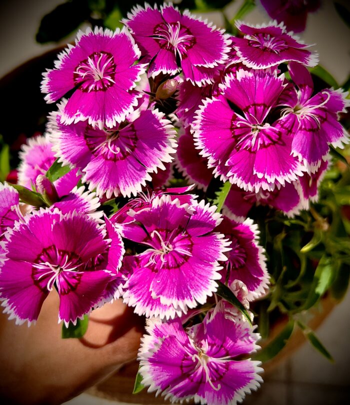 A close up of a bunch of dianthus flowers in a vase